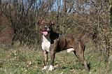 AMSTAFF ADULT 128